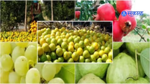 fruit crops