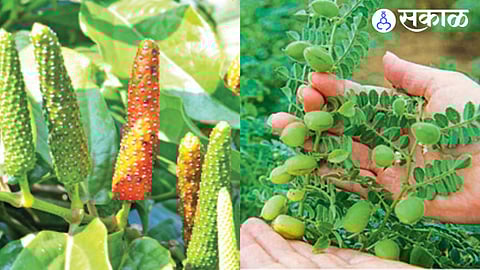 Geographical indication