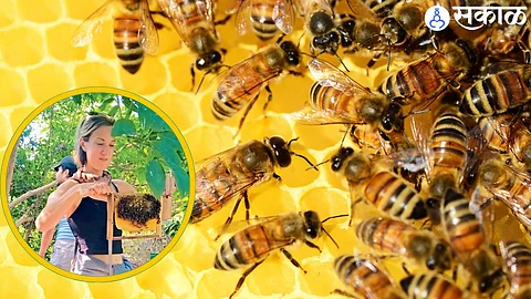 Andharwadi transforming honey village