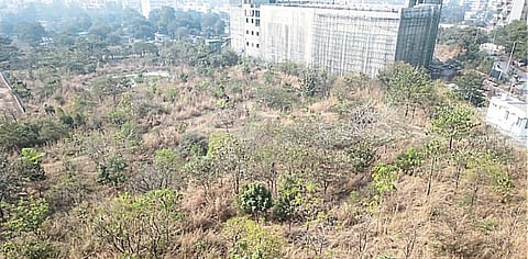 मेट्रो इको पार्कमधील
दुर्मिळ झाडे धोक्यात