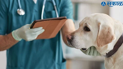 animal hospital