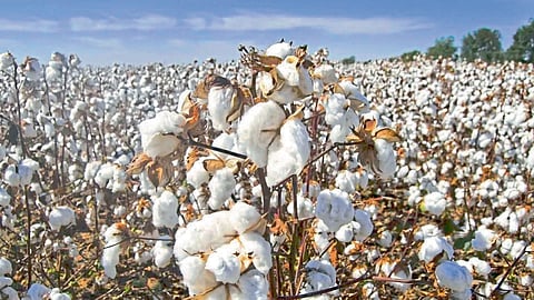 cotton