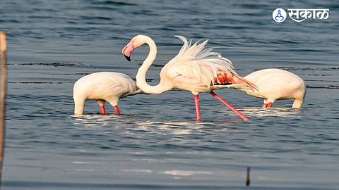Jayakwadi Bird Sanctuary