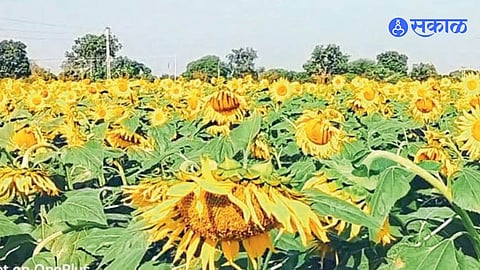 Sunflower Crop