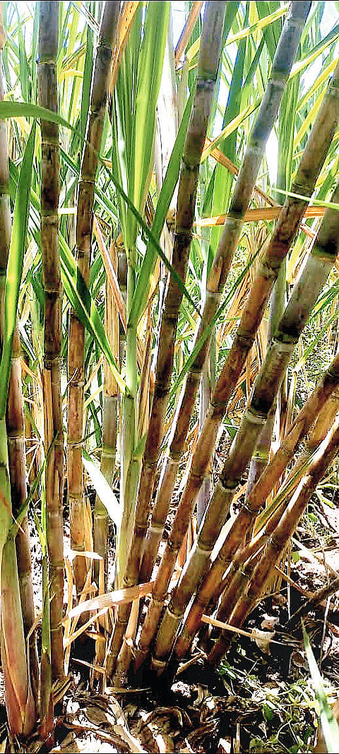 मांजरवाडी खत व्यवस्थापनामुळे
३५ गुंठ्यांत ९६ टन ऊस