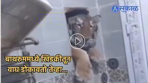 Tiger Bathroom Video