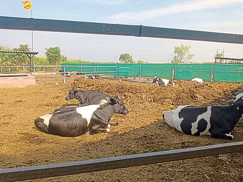 जनावरांचे बाजार ७० टक्क्यांनी पडले