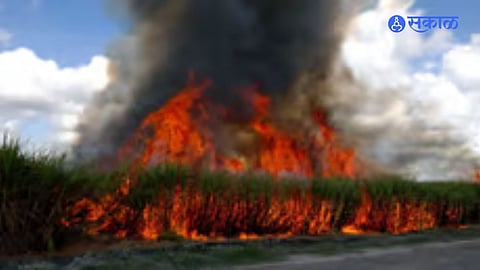 Sugarcane burned
