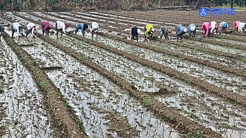 onion cultivation