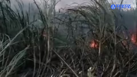 Sugarcane burnt