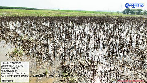 Crops affected