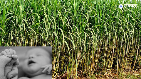 _Beed District: Three-Month-Old Baby Abandoned in Sugarcane Field