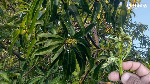 Mango Crop