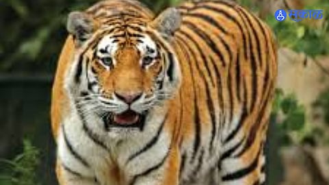 "Footage captured on a trap camera near a lake shows a tiger attacking a cow in Dhembarewadi, highlighting the rising human-wildlife conflicts."