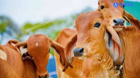 Animal population : पारनेरमधील जनावरांच्या संख्येत घट: लाळ्याखुरकूतचे लसीकरण पूर्ण; पीपीआरच्या कामात आघाडी
