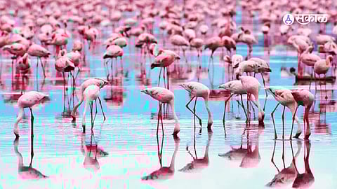 Navi Mumbai: Arrival of flamingos in Uran wetlands
