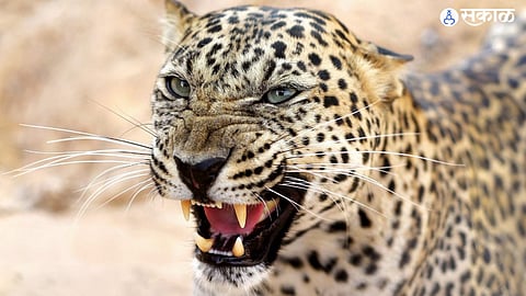 A leopard has caused panic in Khokurl after attacking a goat and red-start, leaving the community concerned about their safety and wildlife conflicts.