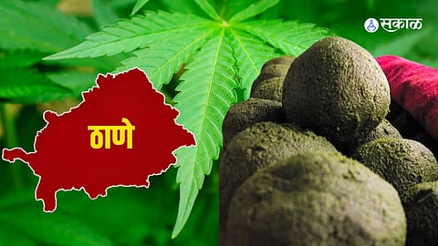 thane bhang news