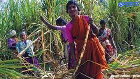 Illiterate Sugarcane Workers to Receive Education Lessons