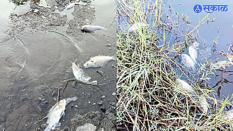 Kolhapur in Rankala Lake Dead Fish