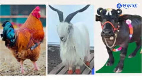 Pusegaon Sevagiri Agricultural Exhibition