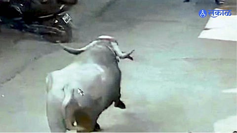 Bull Attack