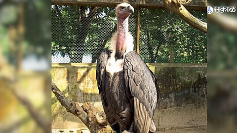Vulture Bird