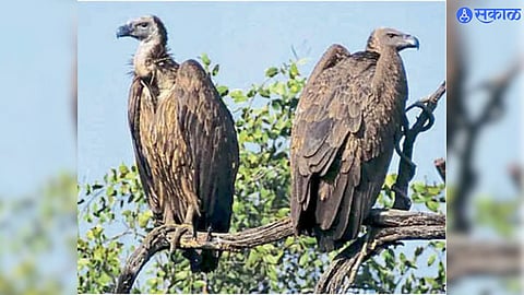Nimesulide Ban To Protect Vultures