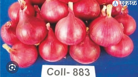 Developed onion varieties.