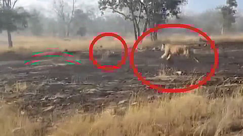 वाघाच्या परिक्षेत्रात घुसला कुत्रा, वाघ लागला मागे; VIDEO व्हायरल होताच चौकशीचे आदेश