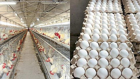 Poultry farmers are facing a ₹1.20 loss per egg as prices drop, leading to significant financial strain