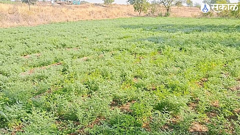 Crops affected by weather