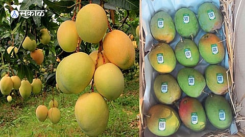 Hapus Mango: हापूस आंब्याची पहिली पेटी बाजारात दाखल, जाणून घ्या किती मिळाला भाव