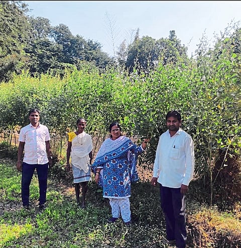 हिरव्या तुरीच्या शेंगांना बहर