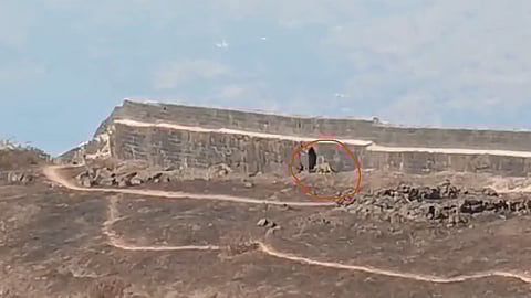 Leopard on Torana Fort