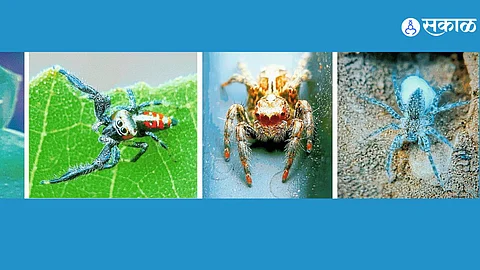 The Kolhi tribe's peaceful settlement nestled in the beautiful and secluded Dandoba Hills, maintaining a strong connection with nature and tradition.