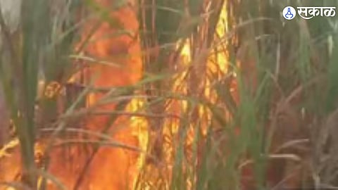 Farmers' efforts destroyed by crop fires, with little aid from government schemes, leaving them struggling to survive."