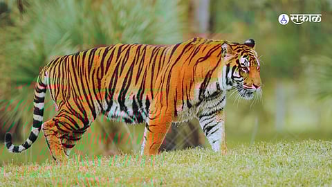 Wildlife team continues their efforts to locate the tiger after the sedation injection fails to subdue it, leading to an escape.