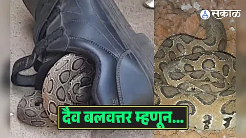 Russell Viper Found in Shoe