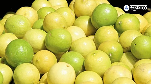 19.75 quintals of lemons have arrived at the Ahilyanagar market yard, with prices reaching ₹4000 per quintal.