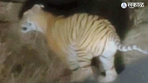 Forest department officials tracking the footprints of a tiger spotted in the Suktapada area of Bhum Taluka.