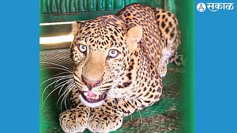 A leopard captured in Kharadi, Sangamner after attacking three cows. The wildlife conflict has raised concerns in rural areas