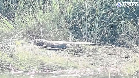 A crocodile spotted near the banks of Tamraparni River in Chinchne, raising safety concerns among locals."