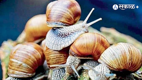 Snails