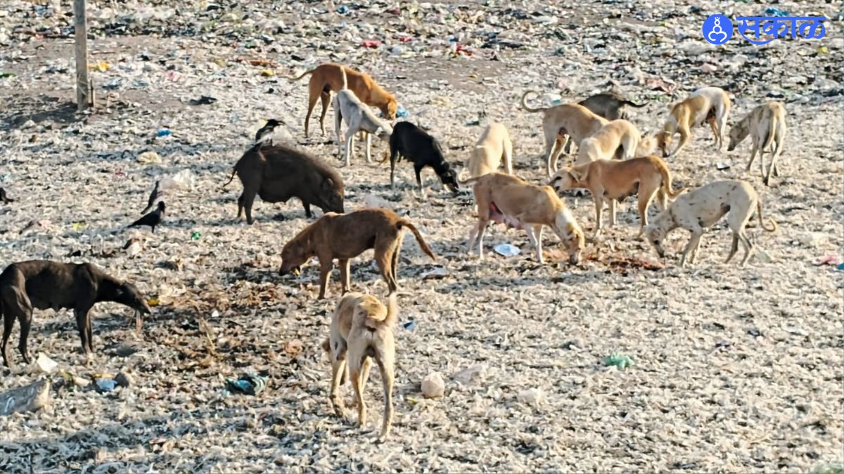 Stray dogs, pigs, and donkeys roam freely in Mayani, causing disturbances and posing a growing concern for the local community.