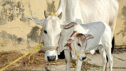 गो-तस्करी करणाऱ्यांना भरचौकात गोळी मारली जाईल, मंत्र्याचं विधान