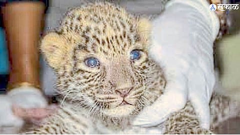 Leopard Cub