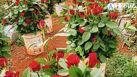 Maval’s roses become a global sensation as 50 lakh flowers are exported across the world in just 10 days, showcasing the region’s booming floral trade.