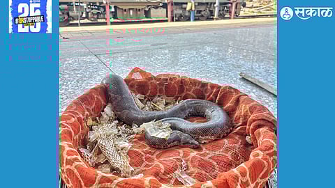 The snake being safely released back into its natural habitat after escaping at the railway station.