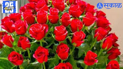 Roses flood the markets of Pune, Kolhapur, and Sangli, leading to a price drop despite the surge in demand for Valentine's Day."